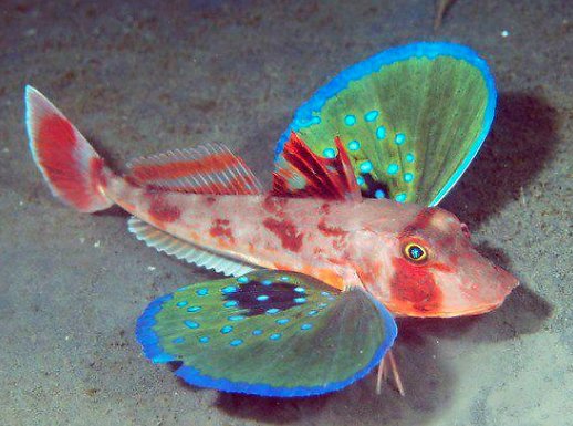 GREEK FISH