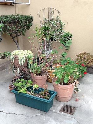 Geranium corner