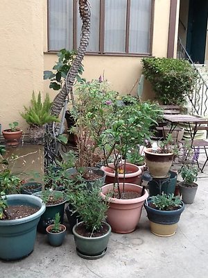 Little trees corner