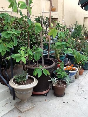 Fruit tree corner side 1