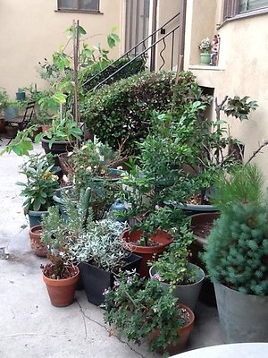 Fruit trees corner side 2