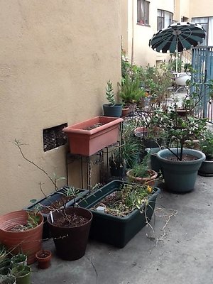 Nasturtium corner